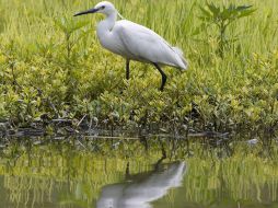 México se mantiene como la segunda nación por humedales inscritos.  EFE  /
