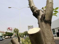 En 2010, un hecho similar se presentó sobre la Avenida López Mateos, cuando 23 fresnos fueron trozados. ARCHIVO  /