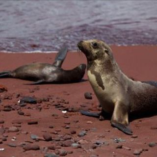 Investigadores analizarán el impacto de especies invasoras en Galápagos
