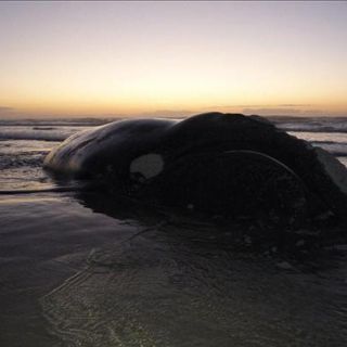 Descubren 82 ballenas piloto atrapadas en una playa de Nueva Zelanda