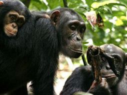 Las imágenes pueden asimilarse al duelo que los seres humanos sufren al perder a un ser querido. EL UNIVERSAL  /