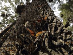 El estado también es reconocido por hospedar a la mariposa monarca. REUTERS  /