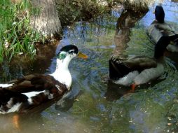 Decenas de pájaros murieron a causa del frío. ESPECIAL  /