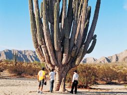 La especie cardones puede alcanzar más de 20 metros de altura y sus raíces pueden medir hasta 30 metros de largo.EL UNIVERSAL  /