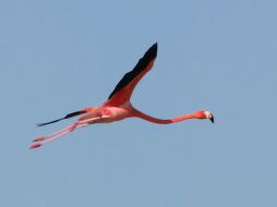 Un hermoso Phoenicópterus ruber ruber, cuello largo, patas largas y pico tricolor, exhibe sus colores en vuelo.P.FERNÁNDEZ  /