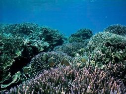 La contaminación provocada desde 1990 ha causado la desaparición de aproximadamente el 50 por ciento del coral. EFE  /
