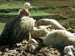 El nuevo sistema presenta una alternativas más segura ante la normatividad sobre los cadáveres. EFE  /