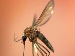 Anopheles resultó ser especialmente vulnerable, más que los tipos de insectos que viven en las viviendas. EL UNIVERSAL  /