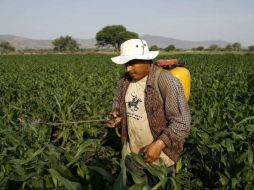 La Secretaría federal de Agricultura anunció que pretende resembrar 300 mil hectáreas de maíz y 150 mil de sorgo del campo. ARCHIVO  /