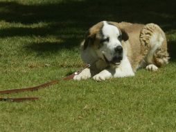 Con tiempo, dedicación y constancia lograrás sorprendentes resultados en la educación y entrenamiento de tu can. E. FLORES  /