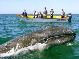 Todos los años cientos de turistas acuden a la reserva a observar a los animales. EFE  /