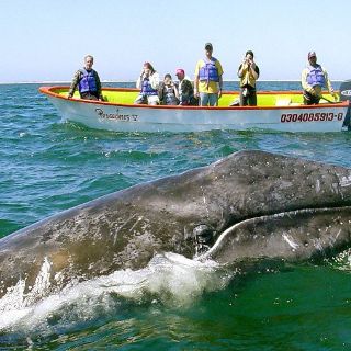 Crece el número de ballenas grises en la reserva de EL Vizcaíno