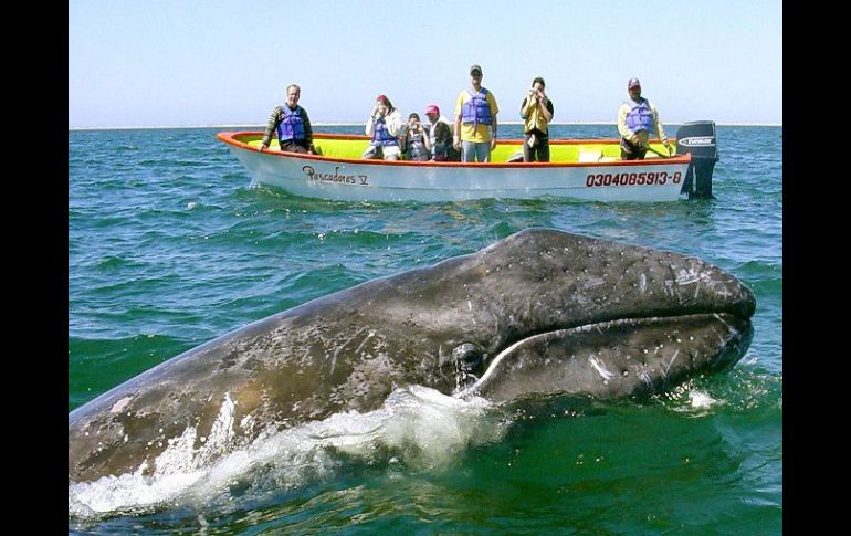 Todos los años cientos de turistas acuden a la reserva a observar a los animales. EFE  /