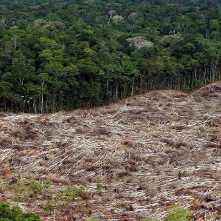 Ecuador ha perdido más de un millón de héctareas de bosques en 18 años