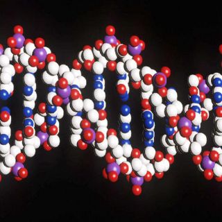 Científicos japoneses planean clonar mamut congelado en Rusia