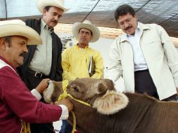 Afectada la producción de becerros en Tamaulipas. ARCHIVO  /