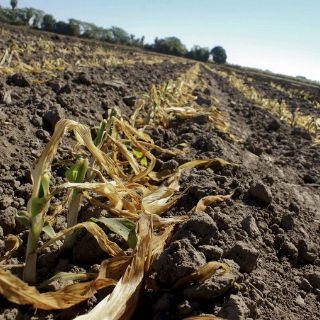 Heladas dejan daños al campo por más de 45 mil MDP