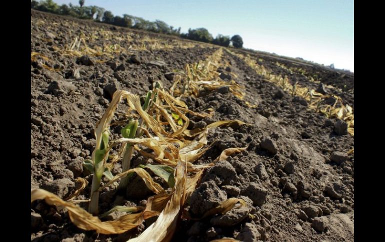 Sembradío afectado por las heladas en Sinaloa. Más de 450 mil hectáreas de maíz blanco resultaron dañadas en la entidad. AFP  /