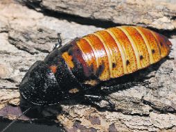 Su nombre grabado en una cucaracha sería el regalo perfecto. AP  /