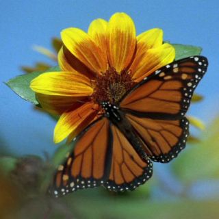 Aumentó el número de mariposas monarca que visitan México