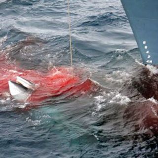 Japón detiene la caza de ballenas en la Antártida