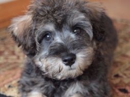 Un cachorro que alguien metió en un paquete del servicio postal será dado en adopción. ESPECIAL  /