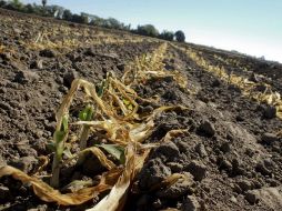 Las heladas afectaron más de 450 mil hectáreas de maíz blanco en Sinaloa. AFP  /
