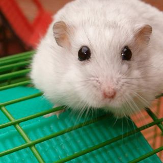 Tecnología espacial es aplicada para estudiar el cerebro de los ratones