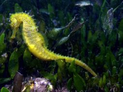 Esta especie está en peligro de extinción. ESPECIAL  /