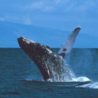 Australia y ecologistas no se fían de que Japón frene a sus balleneros