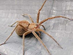 Este arácnido elige indirectamente a sus presas por los vectores de vertebrados que identifica en su sangre.ELUNVERSAL  /