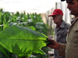 Un hombre muestra una hoja de tabaco, en la occidental provincia de Pinar del Río, Cuba, famosa por sus habanos. EFE  /