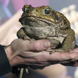 Al rescate de la rana gigante