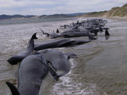 Aún se desconoce el motivo por el que las ballenas han encallado en las playas. REUTERS  /