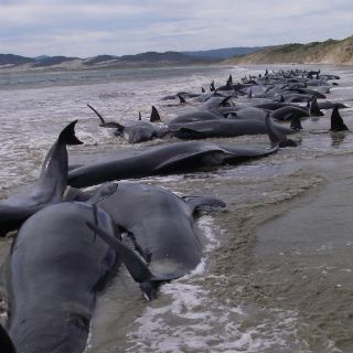 Mueren 120 ballenas en Nueva Zelandia