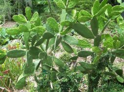 Se recomienda a las pacientes consumir 200 gramos de nopal o un cuarto de kilo a diario. ID  /