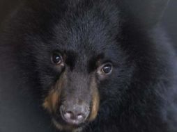 Lo normal es que los procesos químicos y biológicos de un organismo se reduzcan aproximadamente en un 50%. ELMUNODO.COM  /