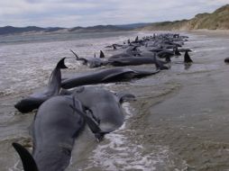 Las ballenas, de hasta 20 metros de largo, fueron encontradas por turistas extranjeros. REUTERS  /