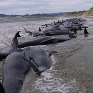 Sacrifican a 48 cetáceos varados en la Bahía Mason