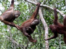 Los tres primates fueron trasladados a una pequeña isla vecina. EFE  /