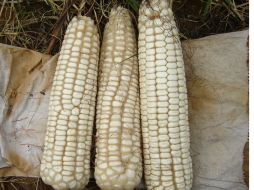 Variedad de maíz Comiteca Blanca. ID  /