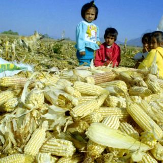 La especulación del maíz se multiplica