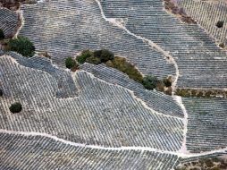 La plaga impacta a los productores de agave. ARCHIVO  /