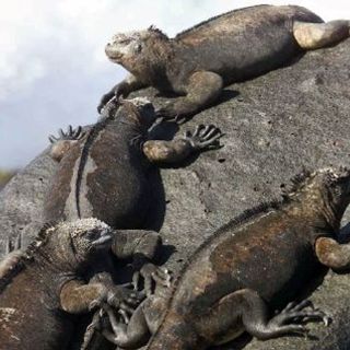 Las iguanas marinas le ganan a los humanos