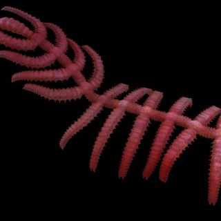 Científicos descubren fósil de ‘cactus andante’