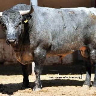 Aprobado el encierro de Villa Carmela