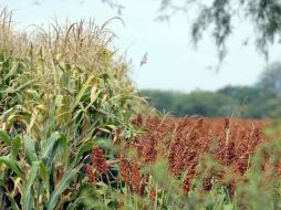 Se han invertido unos 60 millones de pesos para llevar agua al campo de Nuevo León. ARCHIVO  /
