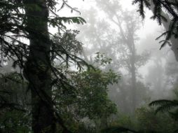 Por ahora, el Estado ha entregado unos 4 millones de dólares en créditos para la reforestación de mil 500 hectáreas. H.HERNÁNDEZ  /