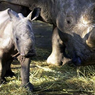 Videos confirman que rinocerontes de Java se reproducen