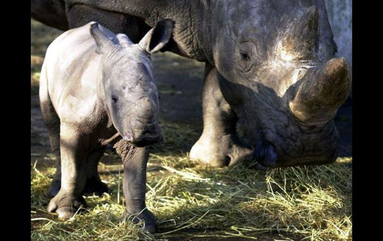 De las cinco especies de rinoceronte que se conocen la javanesa es la más rara. AFP  /